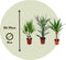 Plant in a Box - Binnen Palmen Mix - Mix van 6 - Pokon - Washingtonia - Yucca - Phoenix - Pot 14cm - Hoogte 50-70cm