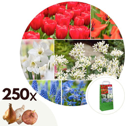 Plant in a Box - Bloembollen uit Nederland - Set van 250 - Vrolijke Bloembollenmix - Tulp - Narcis - Scilla - Allium