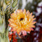 Plant in a Box - Boeket 'Marokkaanse Nachten' - Droogbloemen - Helichrysum, Bezembloei, Papaver - hoogte 50 cm