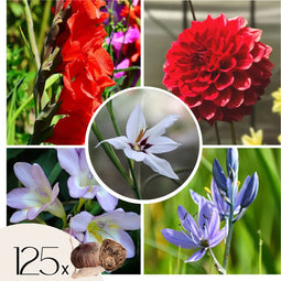 Plant in a Box - Bollen uit Holland - 125 stuks - Bloembollen - Mix met 5 verschillende bloemen - Dahlia's, Gladiolen, Freesia, Triteleia - Plant uw zomertuin in het voorjaar