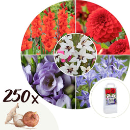 Plant in a Box - Bollen uit Holland - 250 stuks - Bloembollen - Mix met 5 verschillende bloemen - Dahlia's, Gladiolen, Freesia, Triteleia - Plant uw zomertuin in het voorjaar