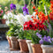 Plant in a Box - Bollen uit Holland - 250 stuks - Bloembollen - Mix met 5 verschillende bloemen - Dahlia's, Gladiolen, Freesia, Triteleia - Plant uw zomertuin in het voorjaar