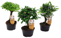 Plant in a Box - Bonsai Mix - Bonsai Carmona, Syzygium, Zelkova - Chinese Bonsai - Mix van 3 - Pot 9,5cm - Hoogte 20-30cm