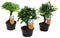 Plant in a Box - Bonsai Mix - Bonsai Carmona, Syzygium, Zelkova - Chinese Bonsai - Mix van 3 - Pot 9,5cm - Hoogte 20-30cm