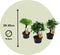 Plant in a Box - Bonsai Mix - Bonsai Carmona, Syzygium, Zelkova - Chinese Bonsai - Mix van 3 - Pot 9,5cm - Hoogte 20-30cm