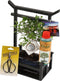 Plant in a Box - Bonsai Starterkit - Bonsai, schaartje, voeding, torri - Potmaat 15cm - Hoogte 35cm