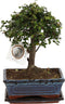 Plant in a Box - Bonsai 'Zelkova' - bolvorm - ⌀15cm - Hoogte 25–35cm