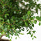 Plant in a Box - Bonsai 'Zelkova' - bolvorm - ⌀15cm - Hoogte 25–35cm