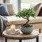 Plant in a Box - Bonsai 'Zelkova' - bolvorm - ⌀15cm - Hoogte 25–35cm