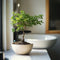 Plant in a Box - Bonsai 'Zelkova' - bolvorm - ⌀15cm - Hoogte 25–35cm