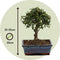 Plant in a Box - Bonsai 'Zelkova' - bolvorm - ⌀15cm - Hoogte 25–35cm