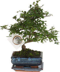 Plant in a Box - Bonsai 'Zelkova' - S-vormig - Hoogte 20-30cm - Potmaat 15cm