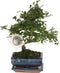 Plant in a Box - Bonsai 'Zelkova' - S-vormig - Hoogte 20-30cm - Potmaat 15cm