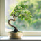 Plant in a Box - Bonsai 'Zelkova' - S-vormig - Hoogte 20-30cm - Potmaat 15cm