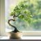 Plant in a Box - Bonsai 'Zelkova' - S-vormig - Hoogte 20-30cm - Potmaat 15cm