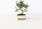 Plant in a Box - Bonsai 'Zelkova' - S-vormig - Hoogte 20-30cm - Potmaat 15cm