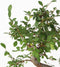 Plant in a Box - Bonsai 'Zelkova' - S-vormig - Hoogte 20-30cm - Potmaat 15cm