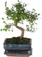 Plant in a Box - Bonsai 'Zelkova' - S-vormig - Hoogte 20-30cm - Potmaat 15cm