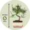 Plant in a Box - Bonsai 'Zelkova' - S-vormig - Hoogte 20-30cm - Potmaat 15cm