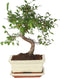 Plant in a Box - Bonsai 'Zelkova' - S-vormig - Hoogte 20-30cm - Potmaat 15cm