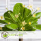 Plant in a Box - Brighamia Insignis - Set van 2 - Exotische kamerplant - Pot 12cm - Hoogte 30-40cm