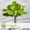 Plant in a Box - Brighamia Insignis - Set van 2 - Exotische kamerplant - Pot 12cm - Hoogte 30-40cm