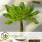 Plant in a Box - Brighamia Insignis - Set van 2 - Exotische kamerplant - Pot 12cm - Hoogte 30-40cm