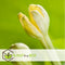 Plant in a Box - Brighamia Insignis - Set van 2 - Exotische kamerplant - Pot 12cm - Hoogte 30-40cm
