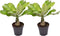 Plant in a Box - Brighamia Insignis - Set van 2 - Exotische kamerplant - Pot 12cm - Hoogte 30-40cm