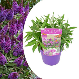 Plant in a Box - Buddleja Candy Little Purple - Buddleja davidii - Vlinderstruik Winterhard - Paarse Bloemen - Pot 19cm - Hoogte 30-40cm
