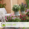 Plant in a Box - Buddleja Candy Little Purple - Buddleja davidii - Vlinderstruik Winterhard - Paarse Bloemen - Pot 19cm - Hoogte 30-40cm