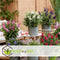 Plant in a Box - Buddleja Candy Little Purple - Buddleja davidii - Vlinderstruik Winterhard - Paarse Bloemen - Pot 19cm - Hoogte 30-40cm