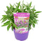 Plant in a Box - Buddleja Candy Little Purple - Buddleja davidii - Vlinderstruik Winterhard - Paarse Bloemen - Pot 19cm - Hoogte 30-40cm