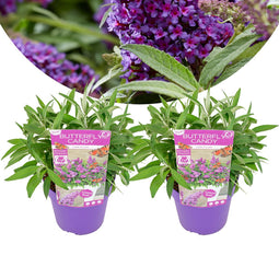 Plant in a Box - Buddleja Candy Little Purple - Set van 2 - Buddleja davidii - Vlinderstruik Winterhard - Paarse Bloemen - Pot 19cm - Hoogte 30-40cm