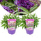 Plant in a Box - Buddleja Candy Little Purple - Set van 2 - Buddleja davidii - Vlinderstruik Winterhard - Paarse Bloemen - Pot 19cm - Hoogte 30-40cm