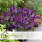 Plant in a Box - Buddleja Candy Little Purple - Set van 2 - Buddleja davidii - Vlinderstruik Winterhard - Paarse Bloemen - Pot 19cm - Hoogte 30-40cm