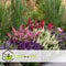 Plant in a Box - Buddleja Candy Little Purple - Set van 2 - Buddleja davidii - Vlinderstruik Winterhard - Paarse Bloemen - Pot 19cm - Hoogte 30-40cm