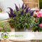 Plant in a Box - Buddleja Candy Little Purple - Set van 2 - Buddleja davidii - Vlinderstruik Winterhard - Paarse Bloemen - Pot 19cm - Hoogte 30-40cm