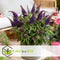Plant in a Box - Buddleja Candy Little Purple - Set van 2 - Buddleja davidii - Vlinderstruik Winterhard - Paarse Bloemen - Pot 19cm - Hoogte 30-40cm