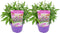 Plant in a Box - Buddleja Candy Little Purple - Set van 2 - Buddleja davidii - Vlinderstruik Winterhard - Paarse Bloemen - Pot 19cm - Hoogte 30-40cm