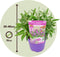 Plant in a Box - Buddleja Candy Little Purple - Set van 2 - Buddleja davidii - Vlinderstruik Winterhard - Paarse Bloemen - Pot 19cm - Hoogte 30-40cm