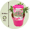 Plant in a Box - Buddleja Candy Little Ruby - Buddleja davidii - Vlinderstruik Winterhard - Rode Bloemen - Pot 19cm - Hoogte 30-40cm
