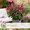 Plant in a Box - Buddleja Candy Little Ruby - Buddleja davidii - Vlinderstruik Winterhard - Rode Bloemen - Pot 19cm - Hoogte 30-40cm