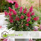 Plant in a Box - Buddleja Candy Little Ruby - Buddleja davidii - Vlinderstruik Winterhard - Rode Bloemen - Pot 19cm - Hoogte 30-40cm