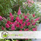 Plant in a Box - Buddleja Candy Little Ruby - Buddleja davidii - Vlinderstruik Winterhard - Rode Bloemen - Pot 19cm - Hoogte 30-40cm