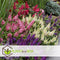 Plant in a Box - Buddleja Candy Little Ruby - Buddleja davidii - Vlinderstruik Winterhard - Rode Bloemen - Pot 19cm - Hoogte 30-40cm