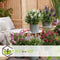 Plant in a Box - Buddleja Candy Little Ruby - Buddleja davidii - Vlinderstruik Winterhard - Rode Bloemen - Pot 19cm - Hoogte 30-40cm