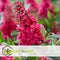 Plant in a Box - Buddleja Candy Little Ruby - Buddleja davidii - Vlinderstruik Winterhard - Rode Bloemen - Pot 19cm - Hoogte 30-40cm