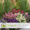 Plant in a Box - Buddleja Candy Little Ruby - Buddleja davidii - Vlinderstruik Winterhard - Rode Bloemen - Pot 19cm - Hoogte 30-40cm