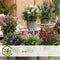 Plant in a Box - Buddleja Candy Little Ruby - Buddleja davidii - Vlinderstruik Winterhard - Rode Bloemen - Pot 19cm - Hoogte 30-40cm